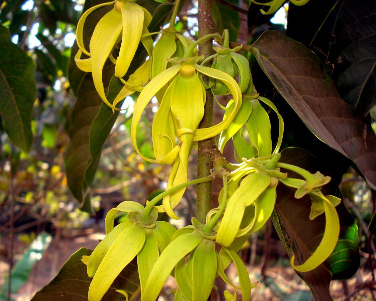 File:Cananga flower.JPG