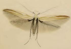 File:Coleophora cracella.JPG