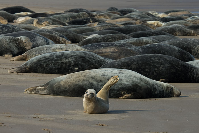 File:Grey seals.jpg