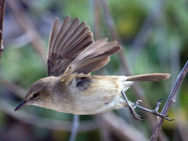 File:Millerbird2.jpg