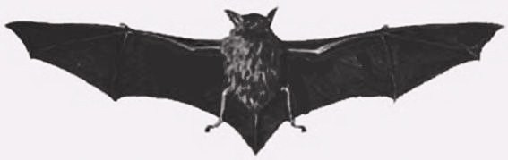 Archivo:Myotis chiloensis.jpg