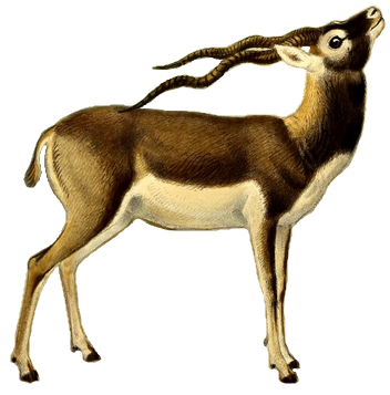 Файл:The book of antelopes (1894) Antilope cervicapra (white background).png