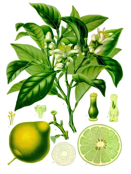 Файл:Citrus bergamia - Köhler–s Medizinal-Pflanzen-184.jpg