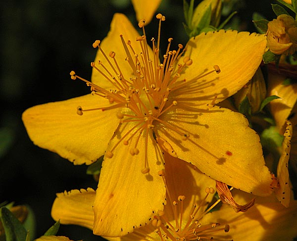 File:Hypericum-perforatum-250605-1.jpg