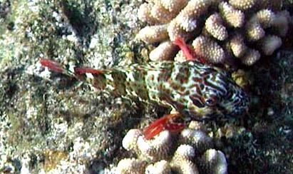 File:Stocky hawkfish.jpg