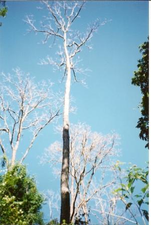 File:Red Cedar-healthy-July.jpg