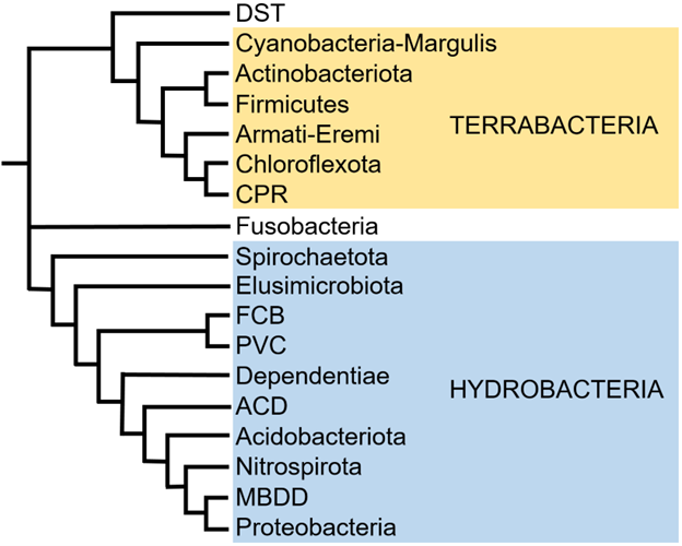 A phylogeny of bacterial phyla and superphyla according to Coleman et al. (2021).[4] Hydrobacteria was referred to as "Gracilicutes" in that study.