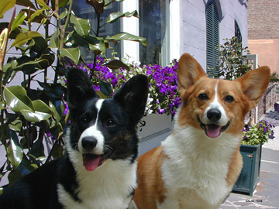 File:Kelsey n Penny (Welsh Corgis).jpg