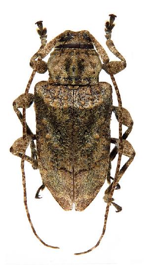 File:Leptostylopsis humerofulvus.JPG