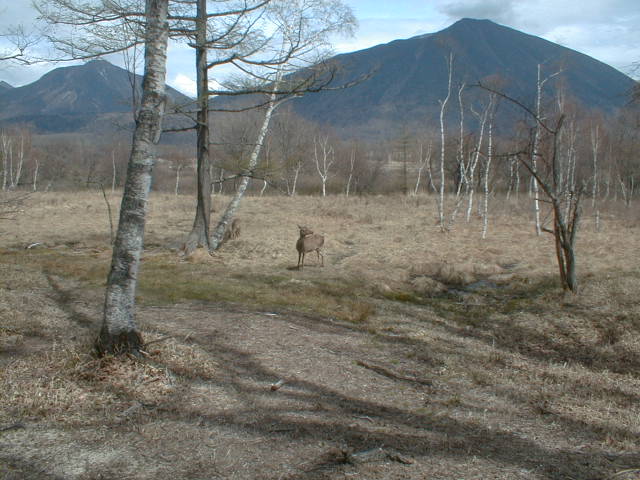 File:Okunikko.JPG