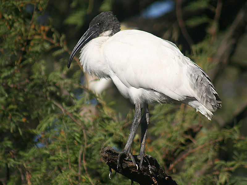 File:Black headed Ibis I IMG 8521.jpg