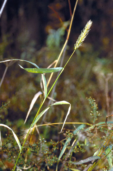 File:Elymus virginicus.jpg