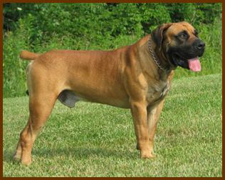 File:HuntHillBoerboelsGunston1.jpeg