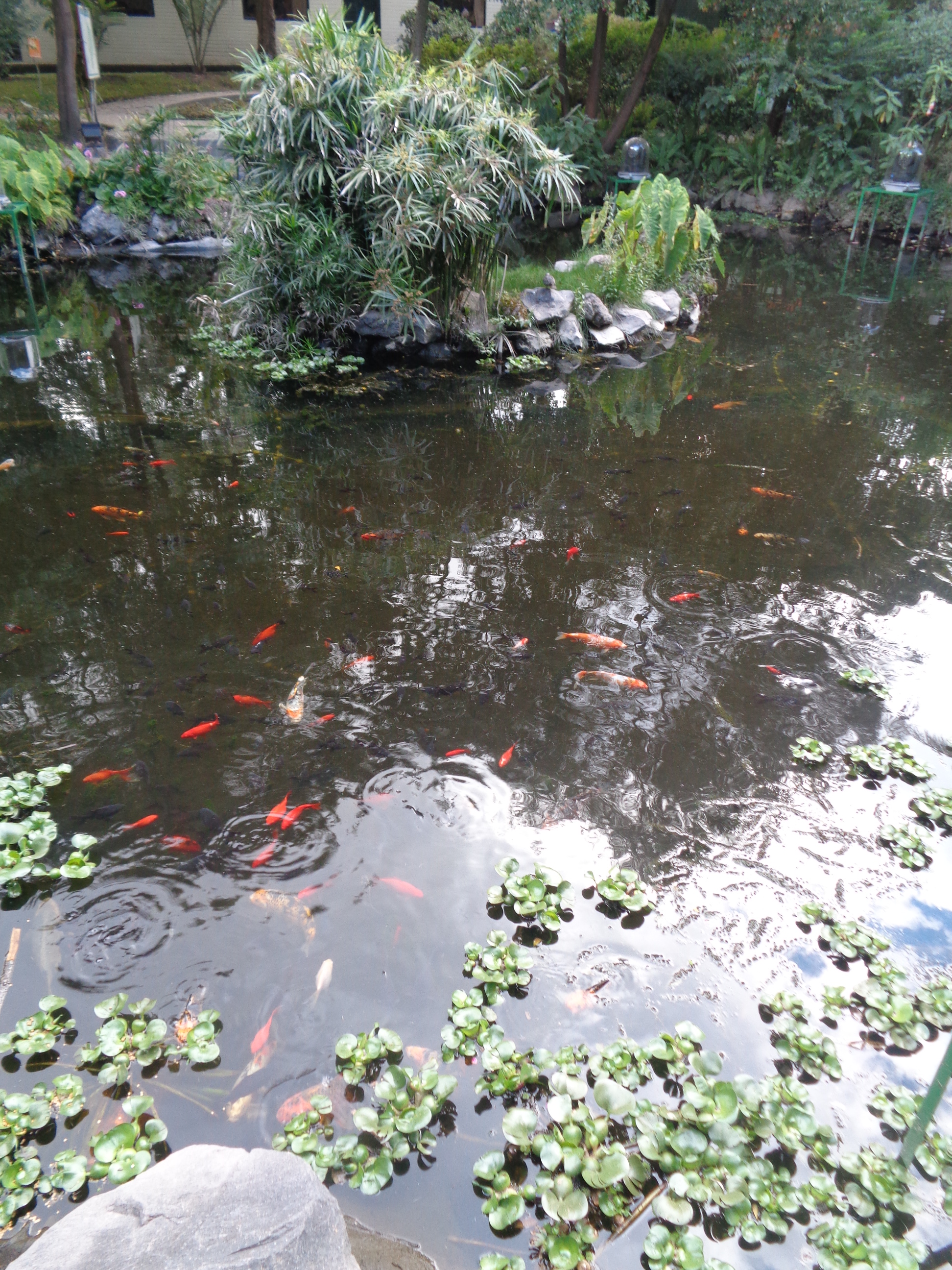 Koi pond at the Jardín Botánico de Quito