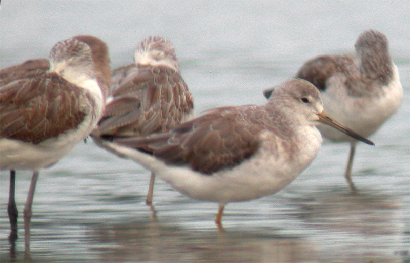 File:Spotted Greenshank.jpg