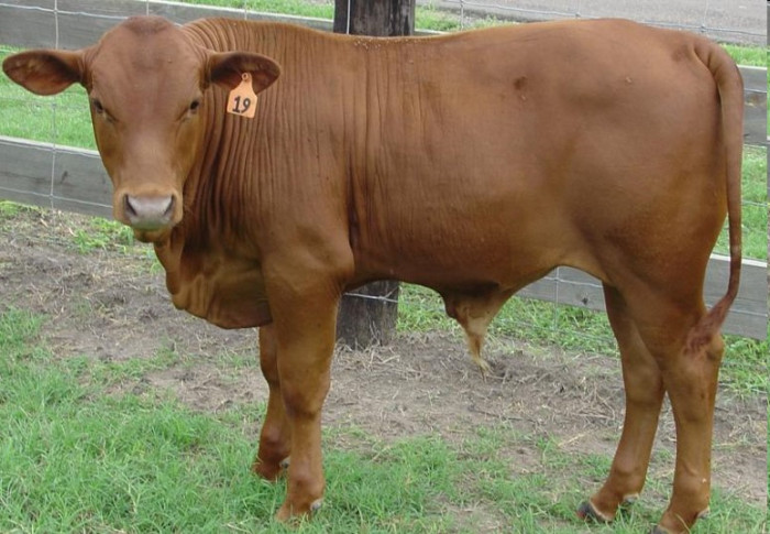 File:Tuli Bull Calf.jpg