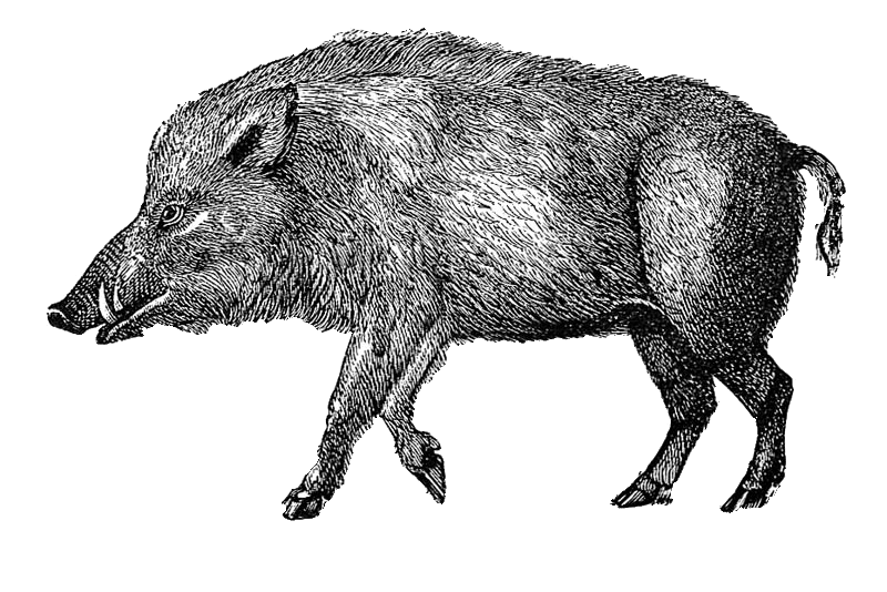 File:Wild boar.gif