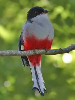 File:Cubaanse Trogon.jpg