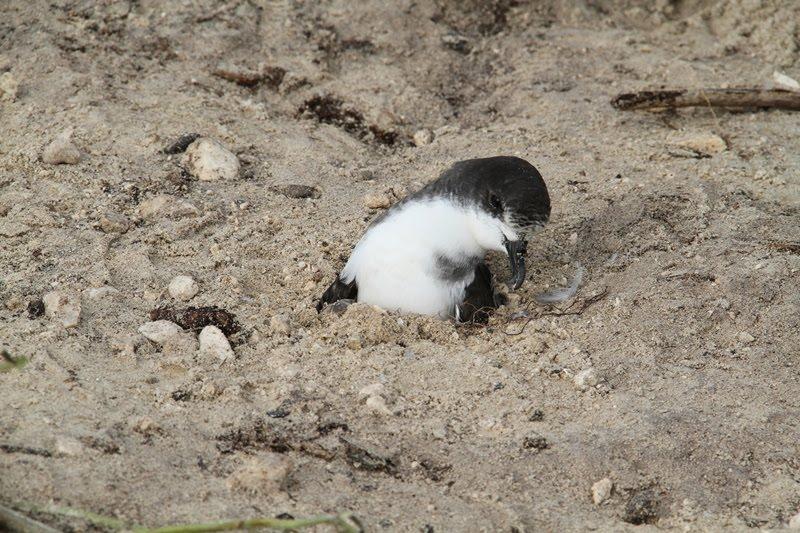 File:Midway bonin petrel 2011 tsunami.jpg