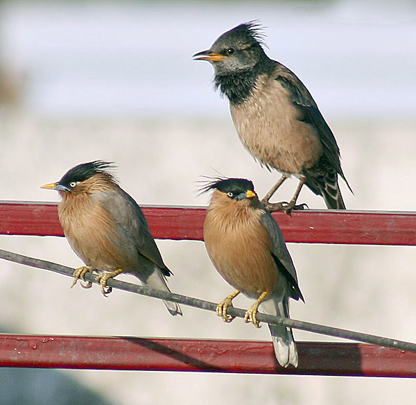 File:Rosy Starling with Brahminy Starling I3m IMG 9806.jpg