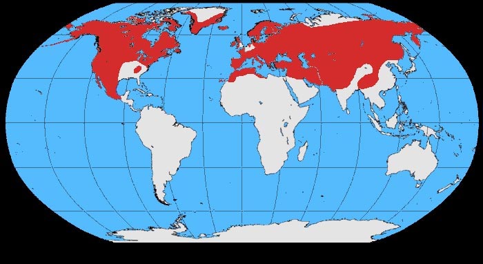 Archivo:Corvus corax map.jpg