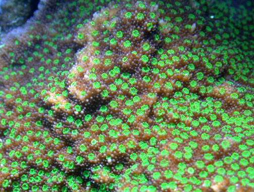 File:Montipora grisea 2.jpg