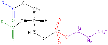 File:Phosphatidyl-Ethanolamine.png