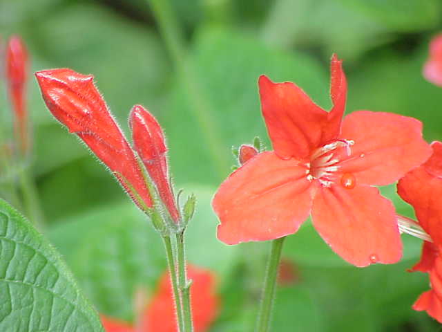 Файл:Ruellia elegans0.jpg