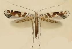 File:Caloptilia syringella ill.JPG