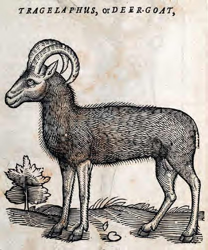 File:Deer-Goat.jpg