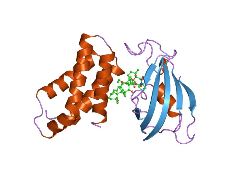 File:PDB 2fap EBI.jpg