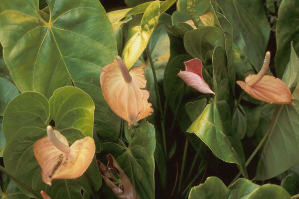 Archivo:Anthurium.andraeanum1web.jpg