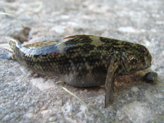 File:Bathygobius soporator aka Frillfin Goby.jpg