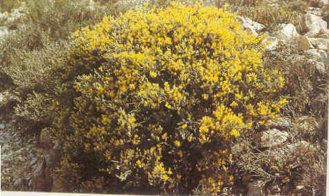 Archivo:Genista pumila00.jpg