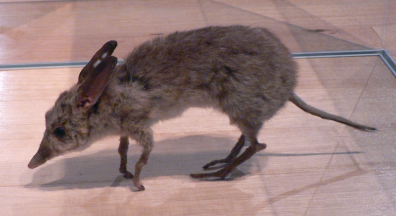 File:Pig-footed Bandicoot Pengo.jpg