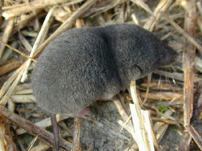 Файл:Southern short-tailed shrew.jpg