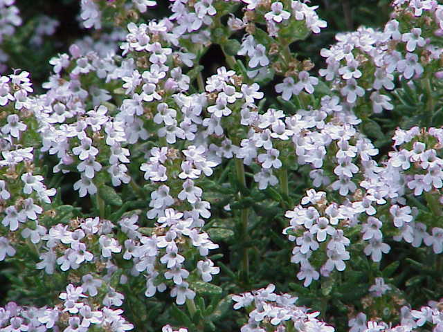 Archivo:Thymus vulgaris0.jpg