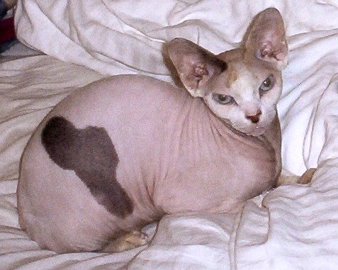 File:Adult Female Sphynx (Suki).jpg