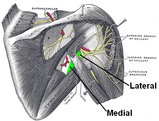 File:Axillary space.png