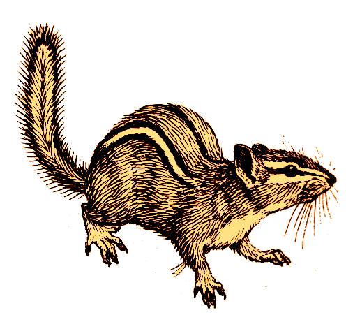 Файл:Chipmunk (white background).png