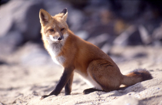 File:Vulpes vulpes sitting.jpg