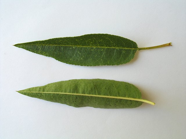 File:Almond tree leaf.JPG