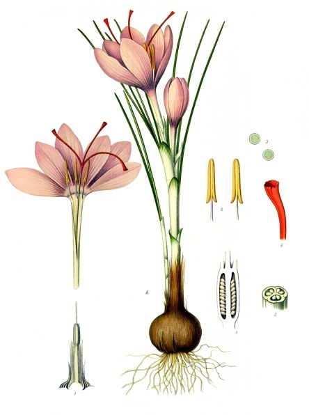 File:Crocus sativus - Köhler–s Medizinal-Pflanzen-194.jpg