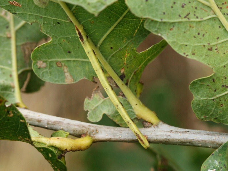 File:Electrophaes corylata larva.jpg