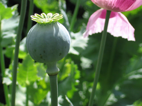 Файл:Papaver somniferum 01.jpg