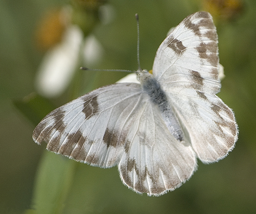 File:Pontia protodice.jpg