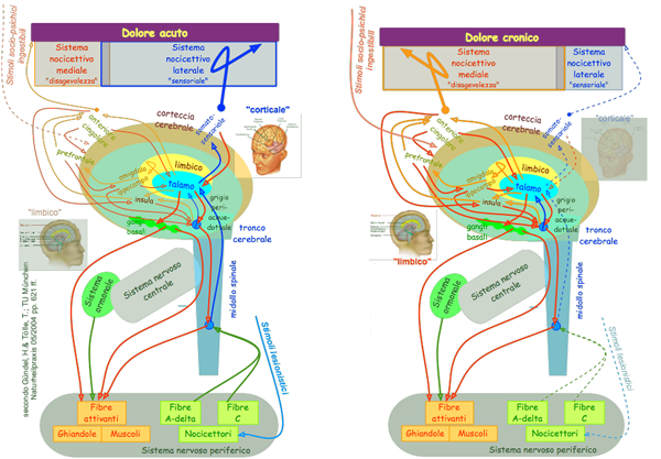 File:DN1 2ModelDolor.png