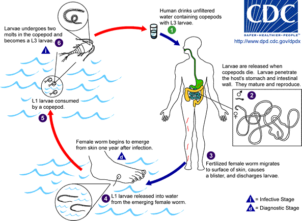 Archivo:Drac life cycle.png