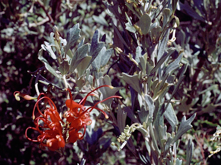 File:Grevillea variifolia.jpg