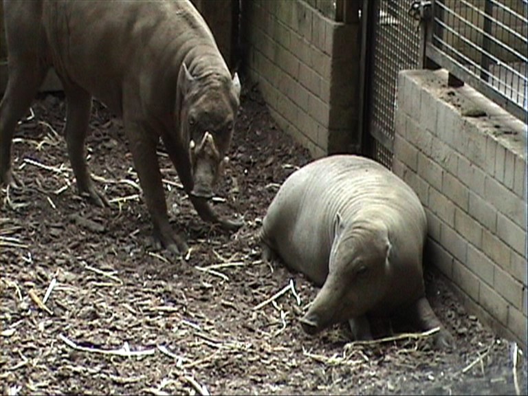 Файл:Male-female-babirusa.jpg